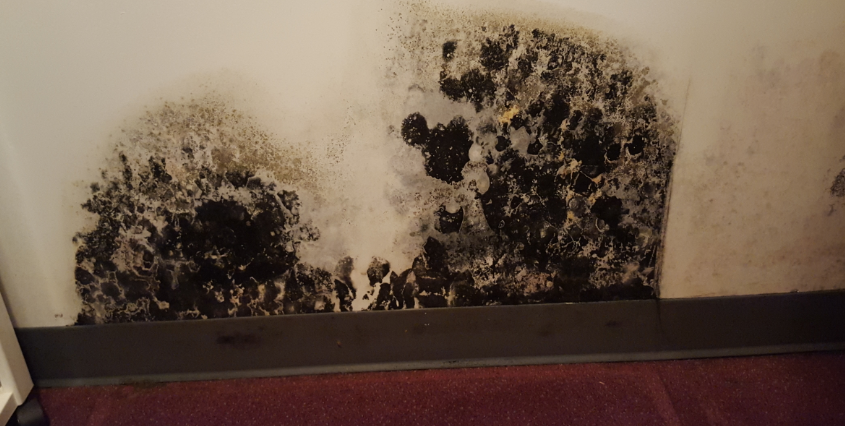 Risks of Black Mold Removal vs Asbestos Abatement | CRS